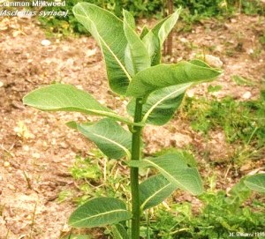 Monarch-milkweed